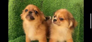 male and female pekingese 4months vaccination and passport available for more videos contact WhatsAp