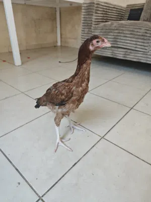 دجاجه انثى جاوا