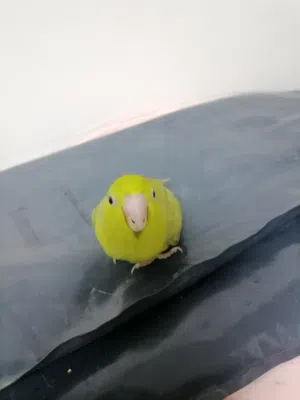 Parrotlet babi... Homebreed