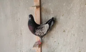 فحل مخلف بيرملي