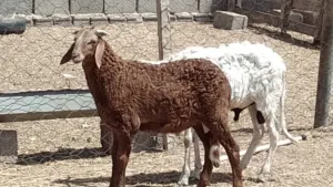 2 خرفان تبارك الله مهجنات العمر 4شهور