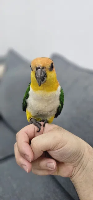 ببغاء كايك وايت بيلي ذكر