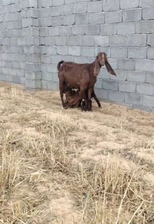 عنز عالقبرصي