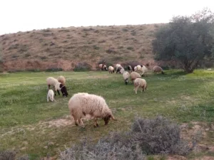 فحل مضمون في الغنم بإذن الله