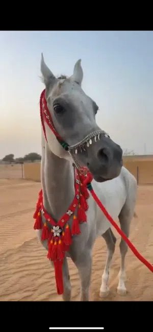 خصي جمال عربي للبيع
