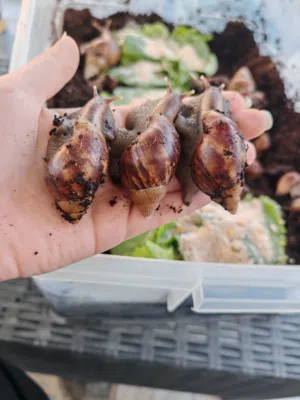 حلزونات افريقيه عمر5 شهور وعمر شهر