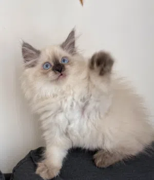 Pure Ragdoll Chocolate point kittens