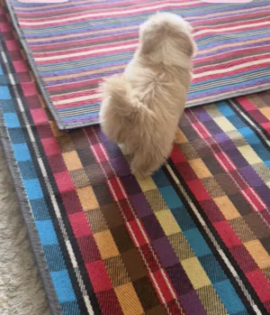 كلب ذكر أليف للبيع
