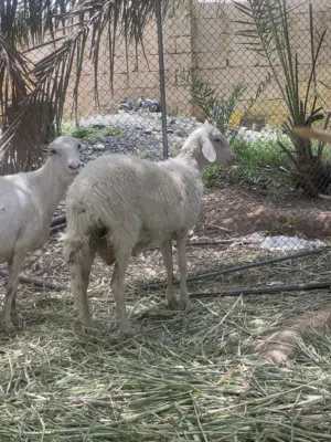 اغنام للبيع