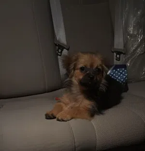 للبيع كلب سعر ممتاز