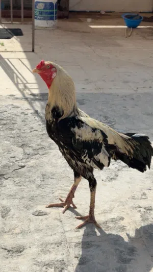 ديك بكستاني جاوا