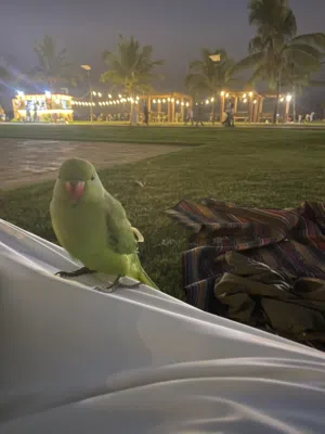 ببغاء دره ذكر