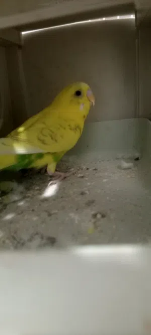 نتاية بقلينو