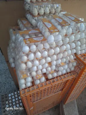 مشروع دجاج بلدي بياض البيع بالكامل