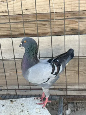 فحليين كنج وفحليين يهوديات