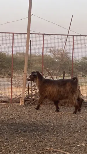 للبيع شاه شوف الوصف