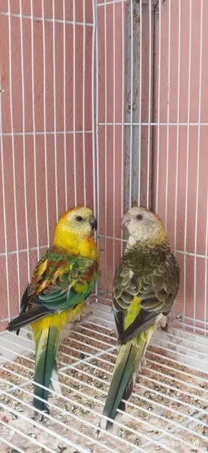 Parrots2