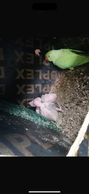 للبيع بغبغاء دره
