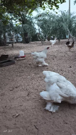دجاج براهمة تلجي