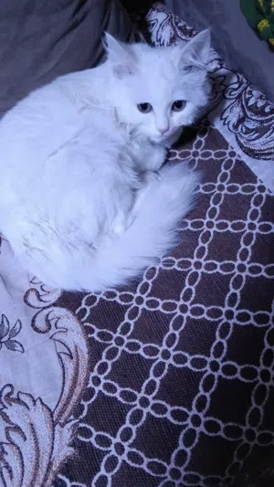 بيع قطه شيرازي 4 شهور مطعمه ديدان وحشرات حالتها كويسه هبيعها بالبوكس بتاعها والليتر بوكس