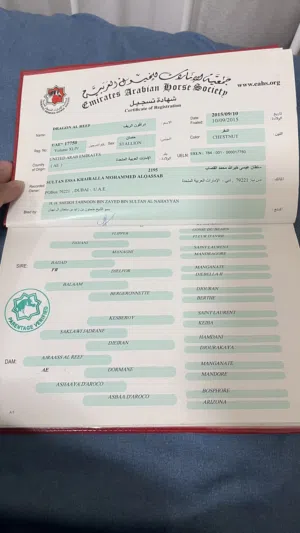 خيل ممتاز للركوب وينفع حق كل الأعمار وركوبه جدا جميل في العين في عين الفايضة على 6500 وقابل بالمعقول