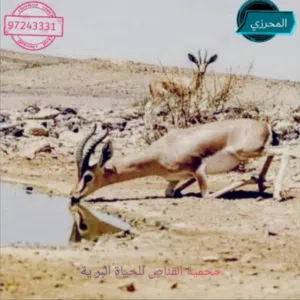 المحرزي 