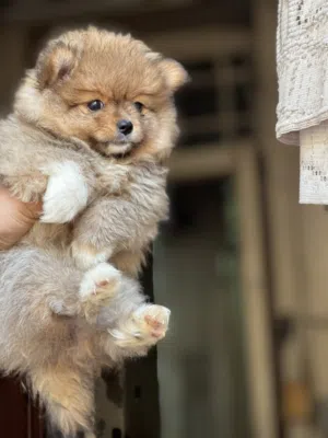 Pomeranian puppy