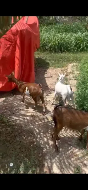تيوس صلاالي سمنه ماشاء الله