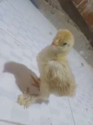 صيصان براهمي