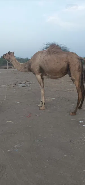 للبيع ناقه لحم سمين