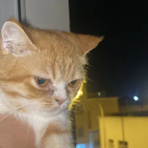 Cat for sale  With his accessories