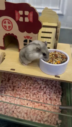 Russian dwarf hamster 4 months old with cage and ball هامستر قزم سوري مع القفص و كوره عمره اربع شهور