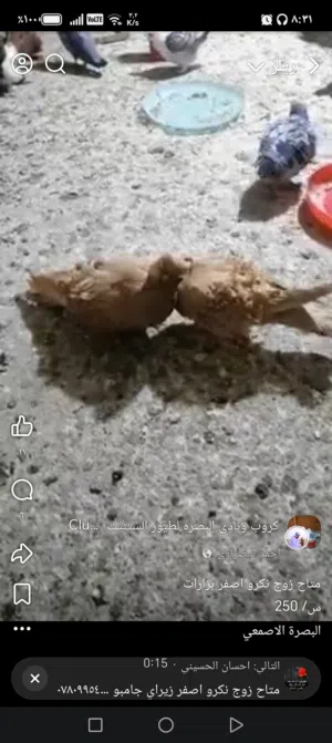 مطلوب فحل نكرو العنده يراسلني خاص وذا اصفر بعد احسن