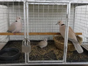 طيور للبيع مع القفص