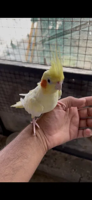 كوكتيل الليف للبيع