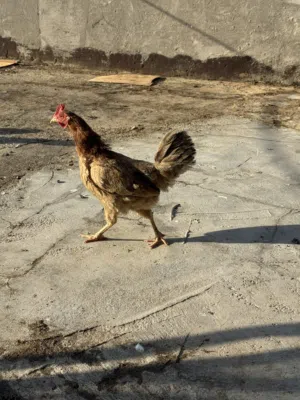 ديج ودجاجتين كويتيات خط اول