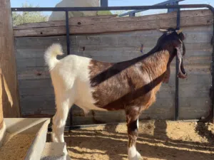 جدي سمين الله ايبارك