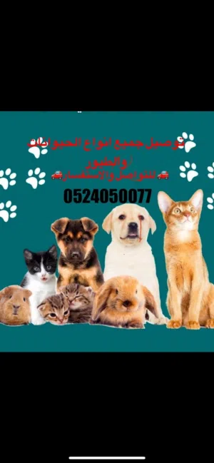 مندوب توصيل حيوانات فوري