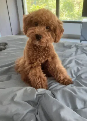 Female Toy poodle puppy 4 month old