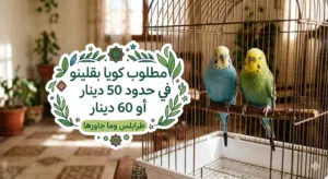 مطلوب كوبيا بقلينو مصوقره للبيع تكون في حدود 50 دينار أو 60 دينار