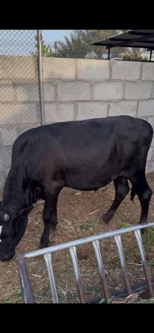 عجل ظفاري