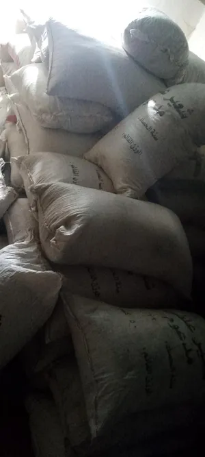 ‏غنم‏1