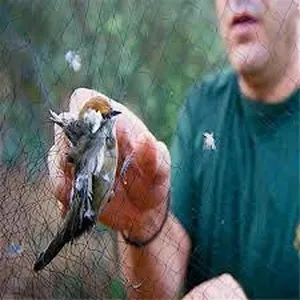 شبك صيد عصافير دون ايذائها طول 10 م.  لحماية المحاصيل الزراعيه  شبك الصيد عصفور حمام بوم عصافير بريه