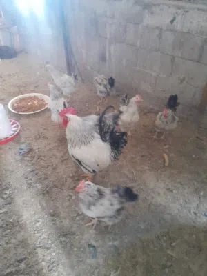 دجاج ساسكو