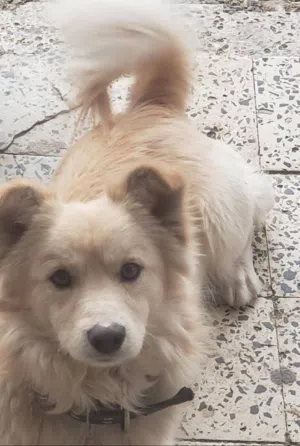 كلب نوع سبيتز عرططه