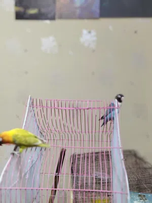 متاح غندورات