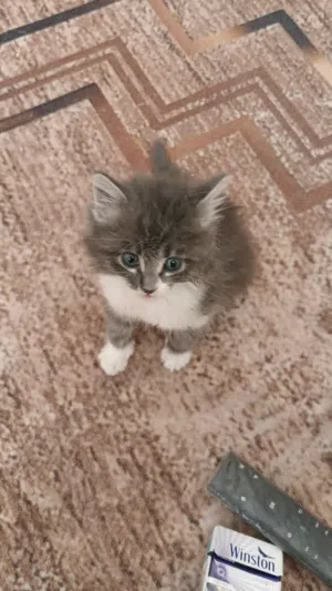 قطه شنشيلا