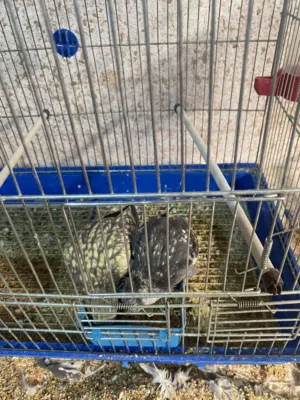 جوز كوكتيل ايه من الجمال جوز بداية خيرو واليف بس مهجور يعني شوية اهتمام برجع الليف جوز بسبح للي خلقه