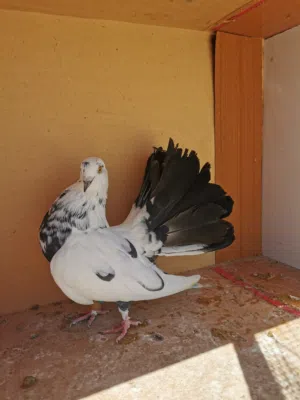حمام للبيع