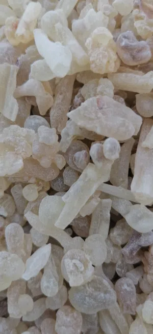 لبان الذكر للعلاج والاكل والشرب رقم واحد اخضر حبات كبيره اخضر توب اللبان الحوجري للعلاج